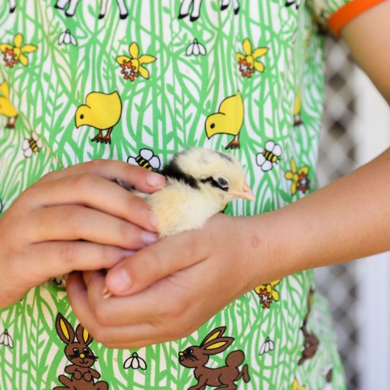 Smafolk Easter Animals T-Shirt